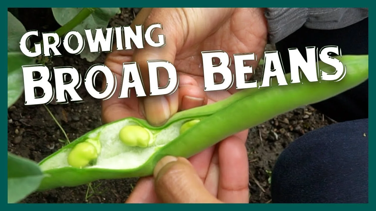 Growing Broad Beans