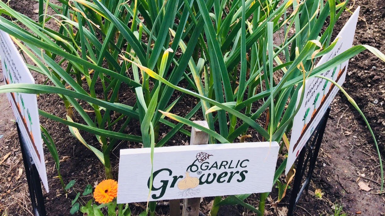 Garlic Growing and Harvesting