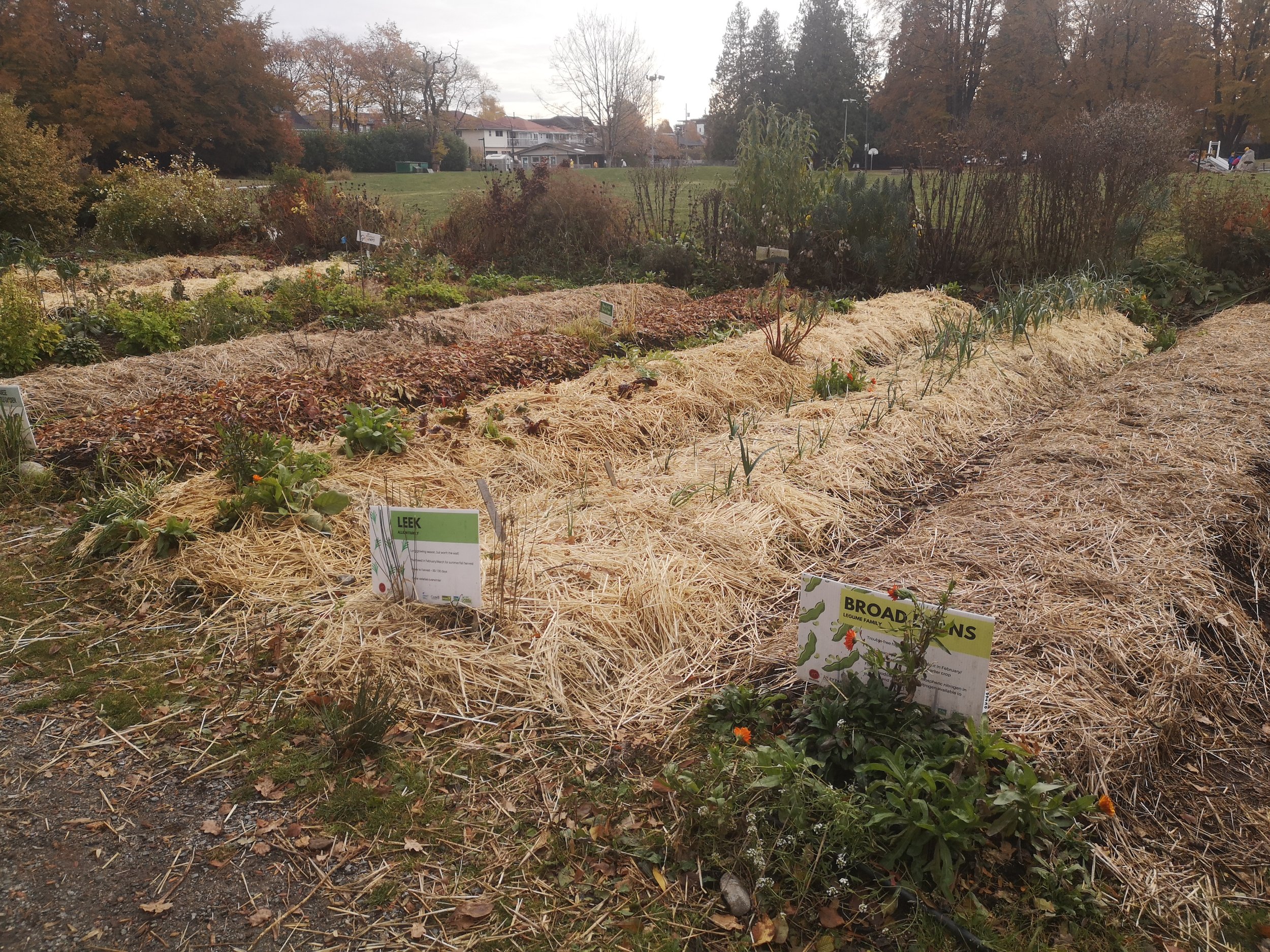  Most of the vegetable beds are covered warmly and protectively in a generous coat of mulch. Now they are ready for the winter! 