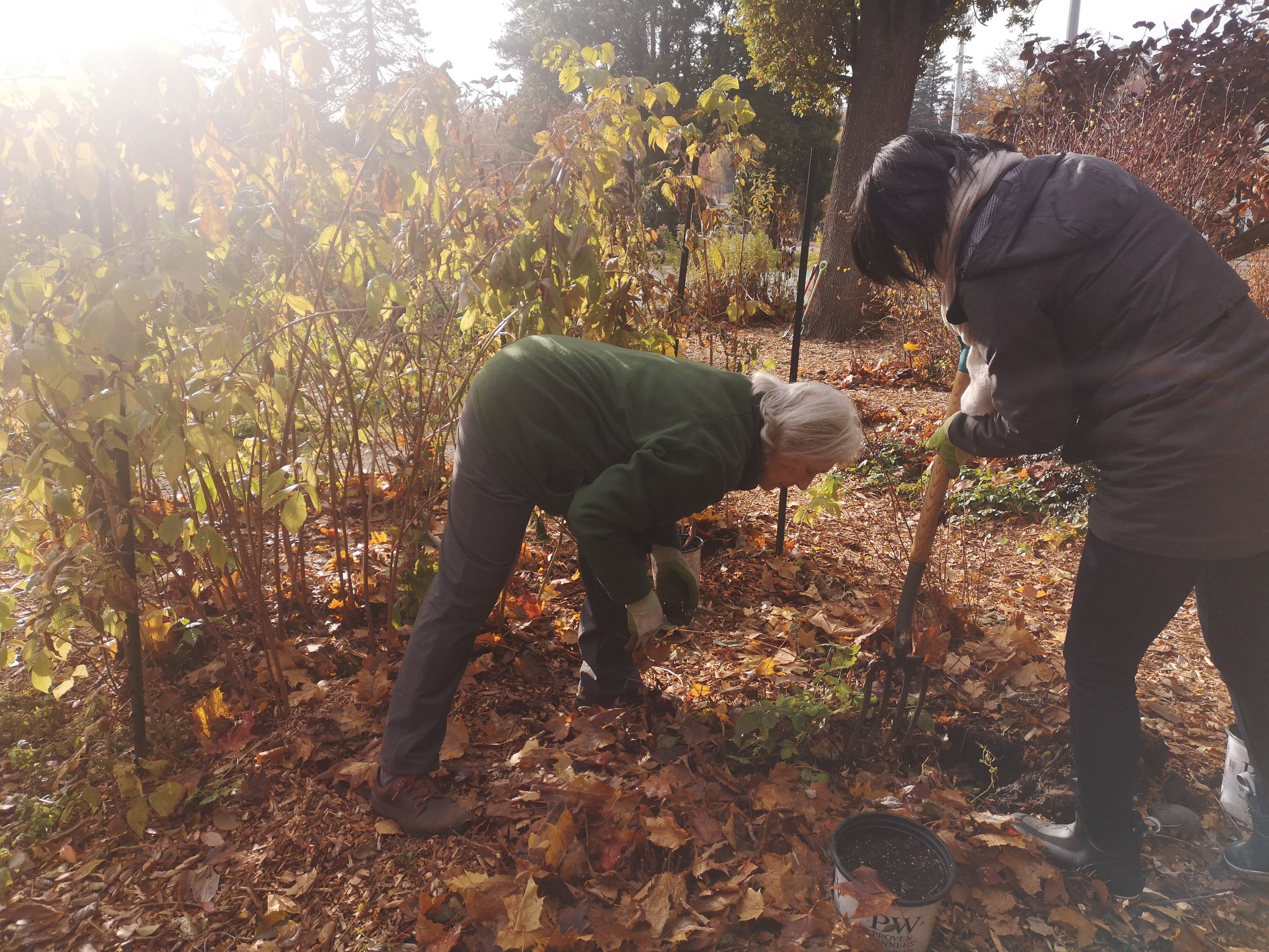  Transplanting the raspberry plants 