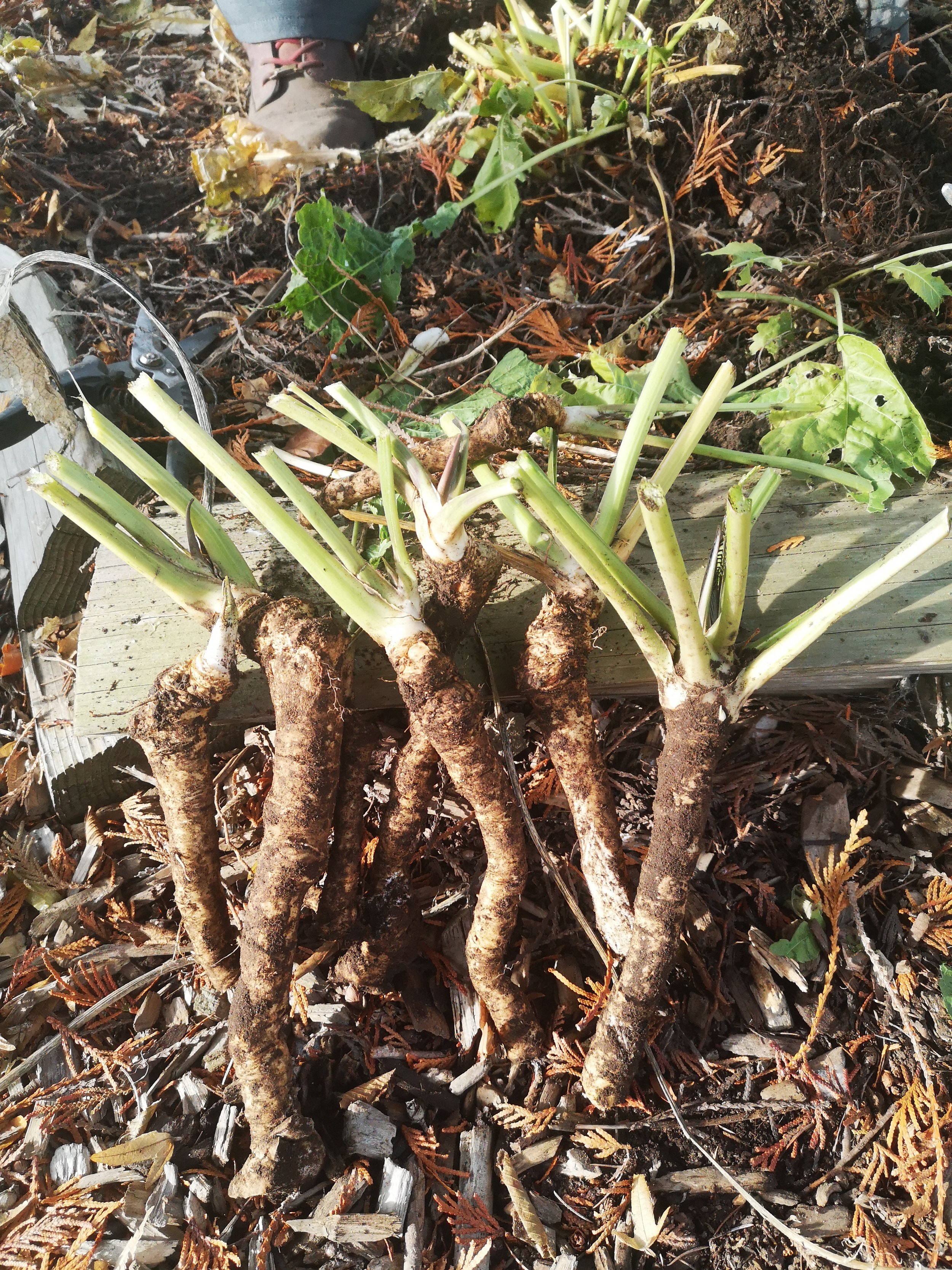 Horseradish roots 