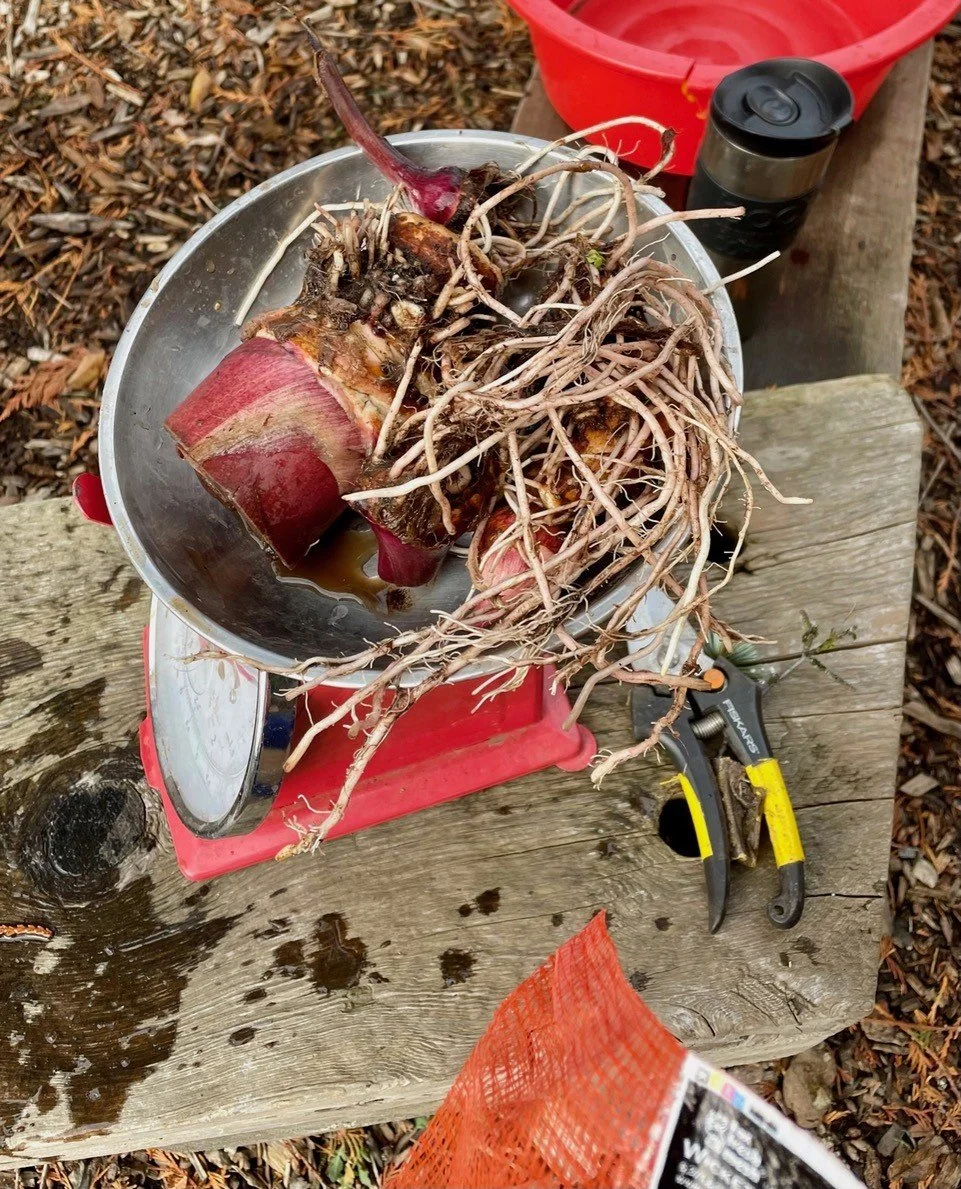 Roots and shoots 🫚