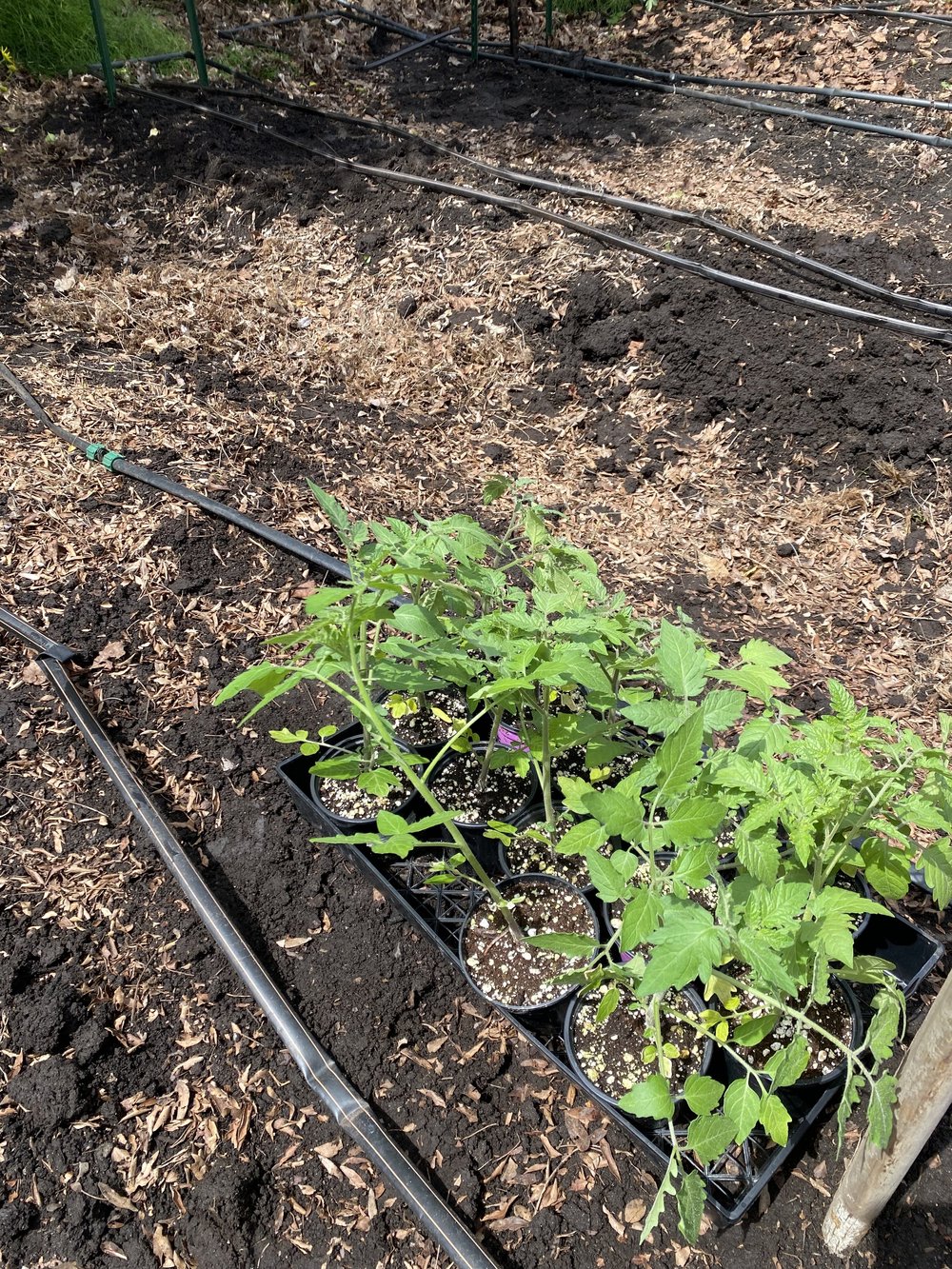  Planting tomatoes 