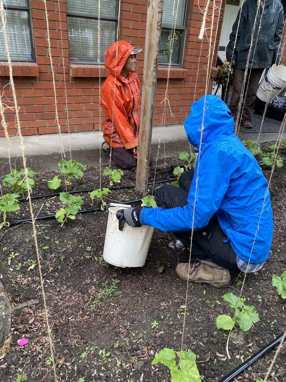  Adding fertilizer to our cucumber plants 