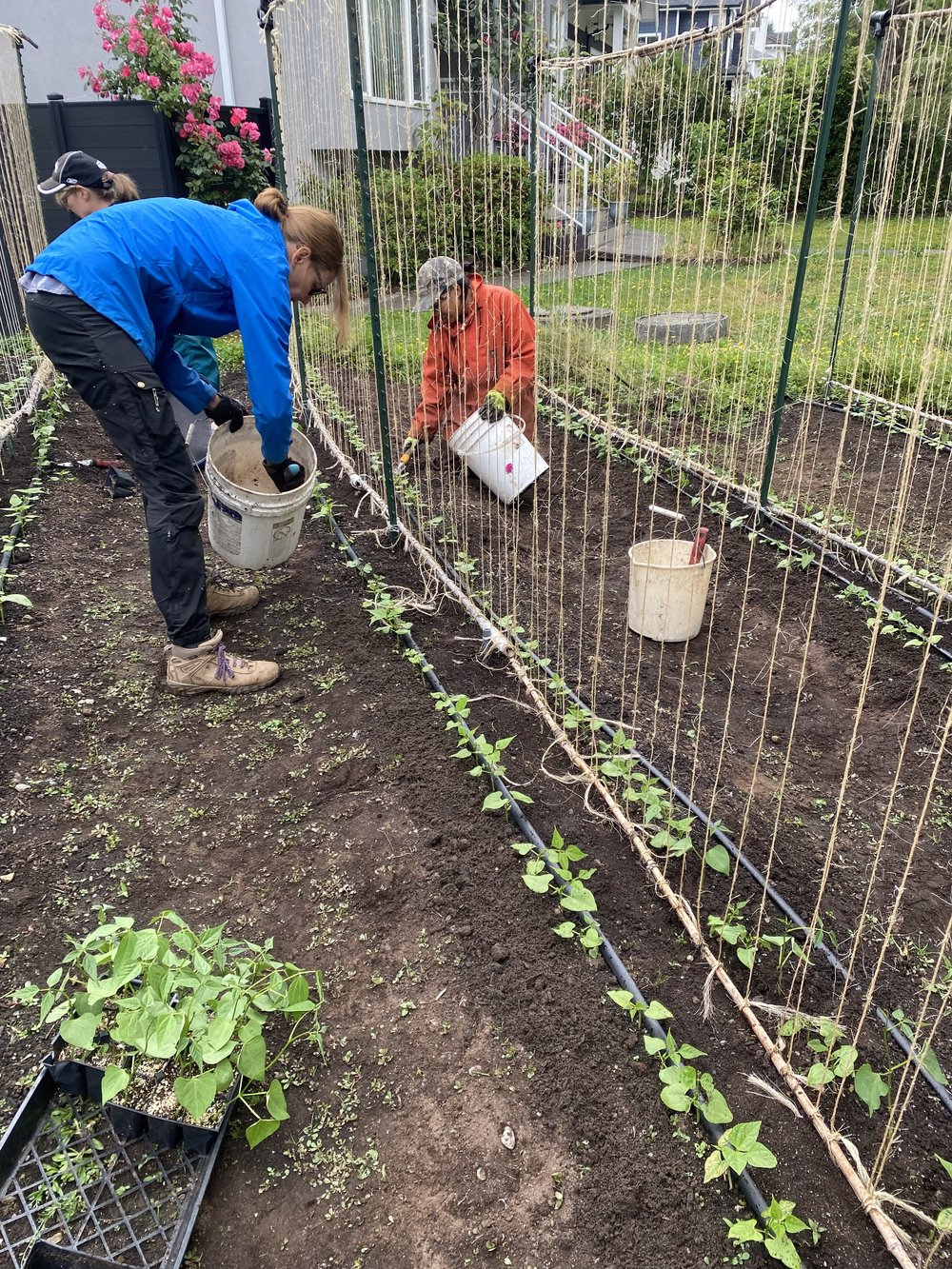  Adding fertilizer to the beans 