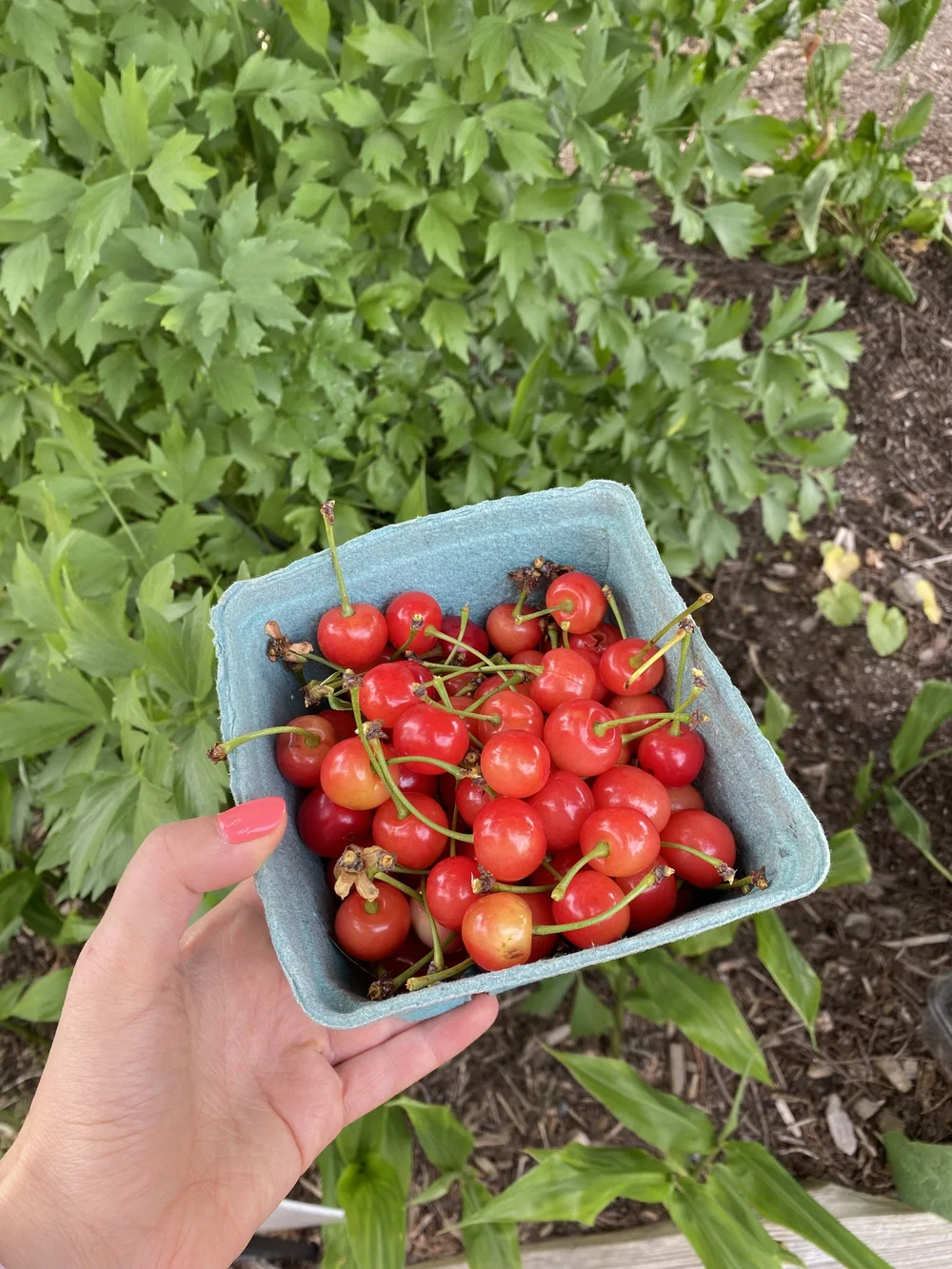  Cherry harvest! 