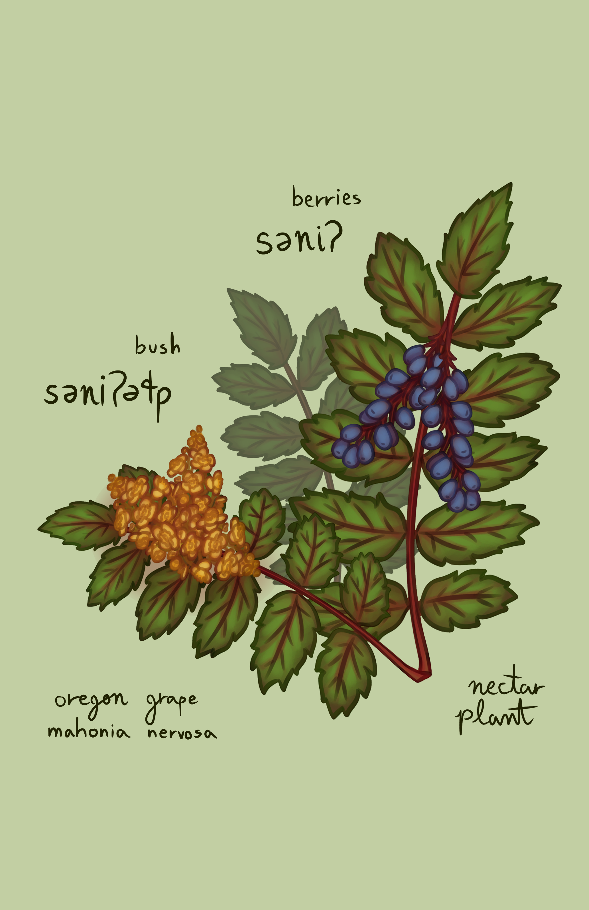 oregon grape.png