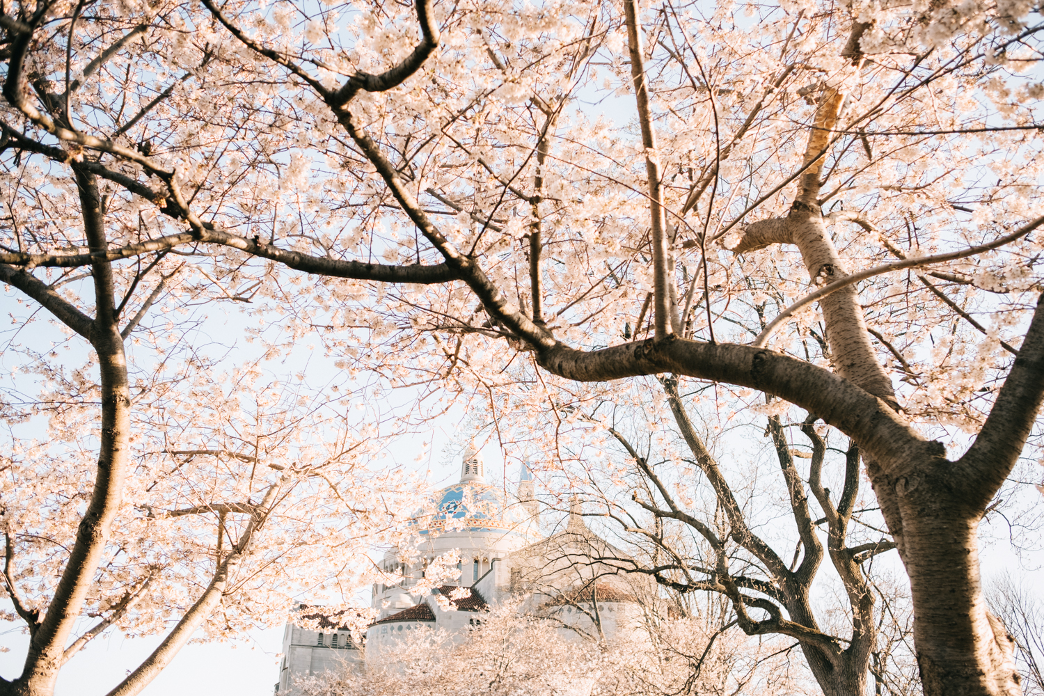 Basilica of the National Shrine of the Immaculate Conception during Cherry Blossoms