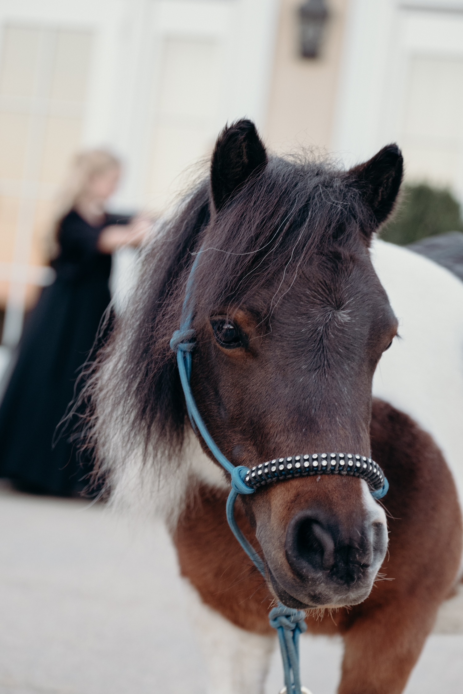 salamander resort donkey that everyone thinks is lil sebastian from parks and rec