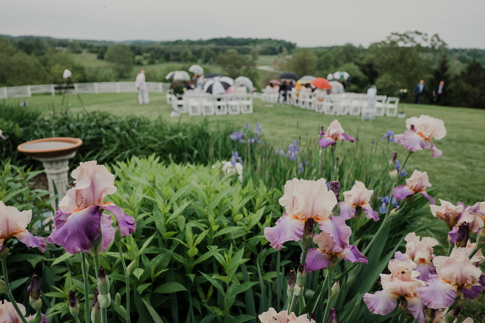 Irises are in bloom for a spring outdoor wedding ceremony at Blue Hill Farm in Waterford, VA. 