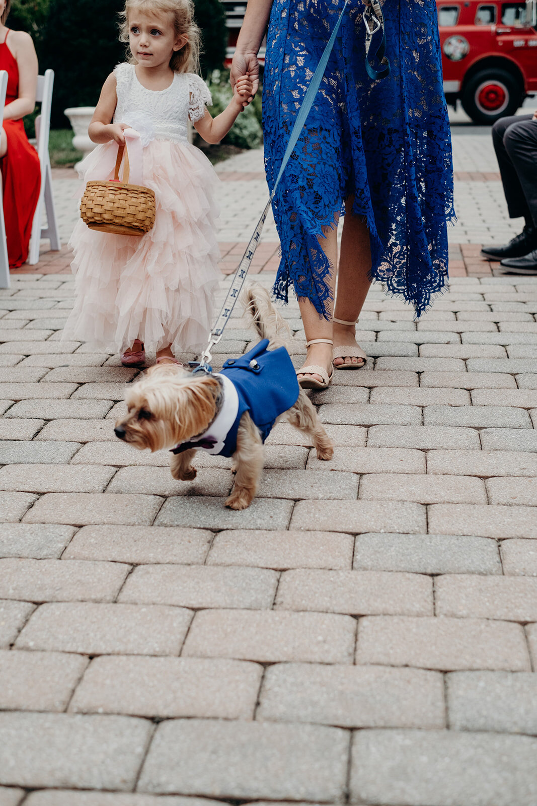 A pup is the ring bearer at an outdoor wedding ceremony at Birkby House in Leesburg, VA. 