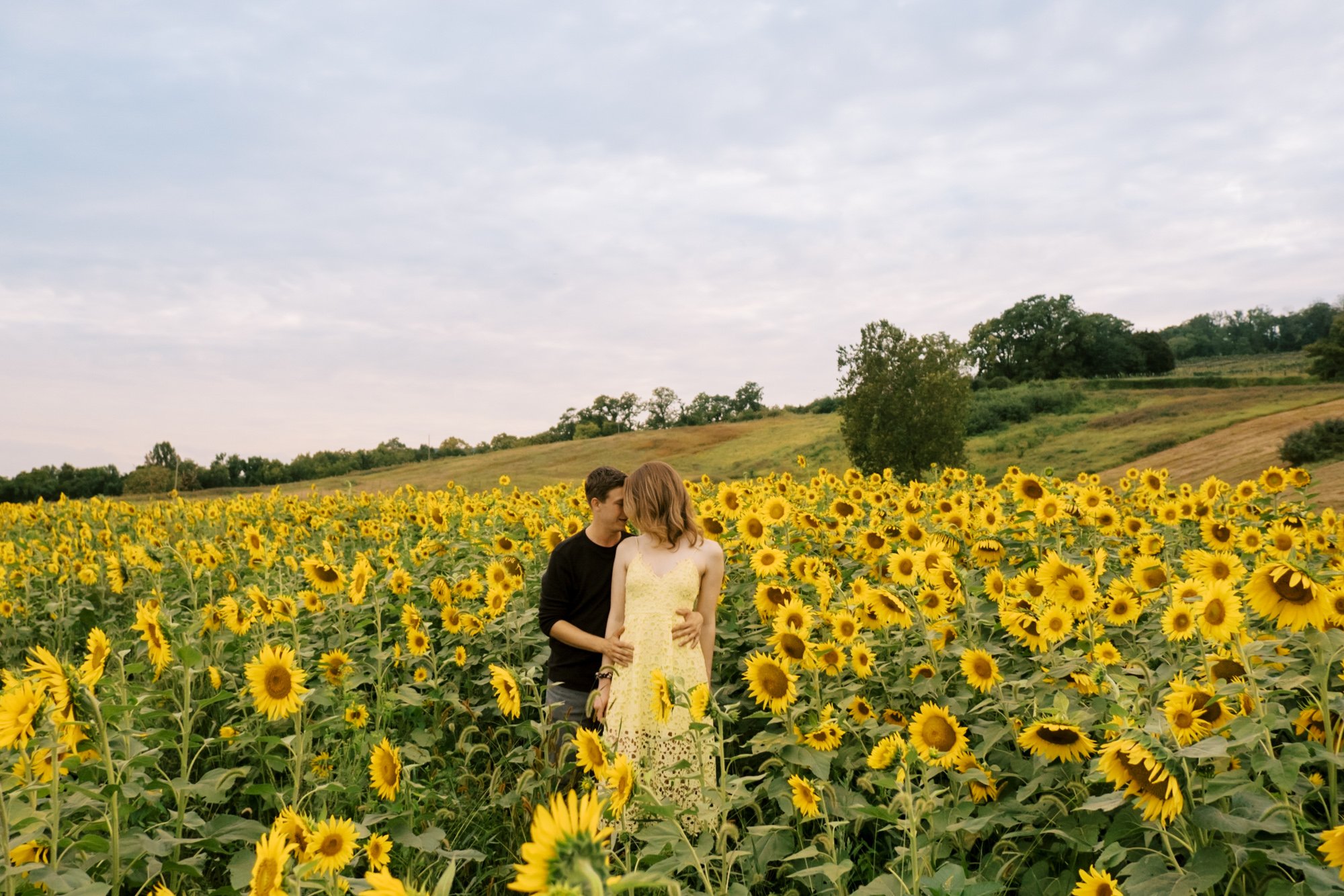engagement portrait in sunflower field at dirt farm brewery
