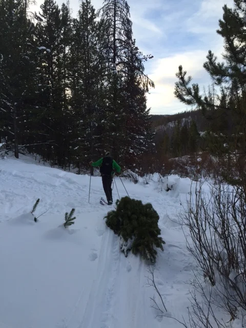 Christmas Tree Cutting in Winter Park