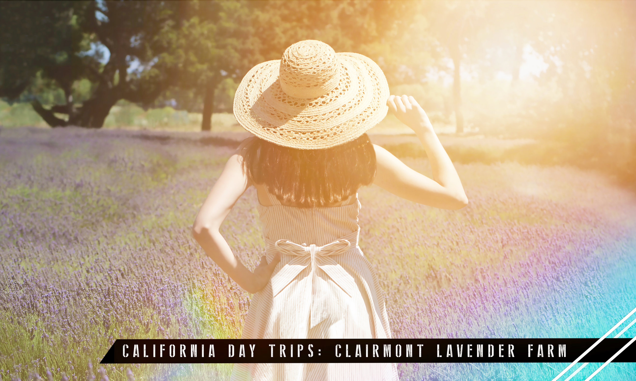 Featured Photo: Located in the Santa Ynez Valley in Los Olivos, Clairmont Farms is home to acres of lavender fields and organic products. Model: Jacqueline Sherrard Photographer: J.W. CUDD