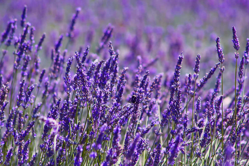 California Day Trips Clairmont Lavender Farm Gas Mask Magazine