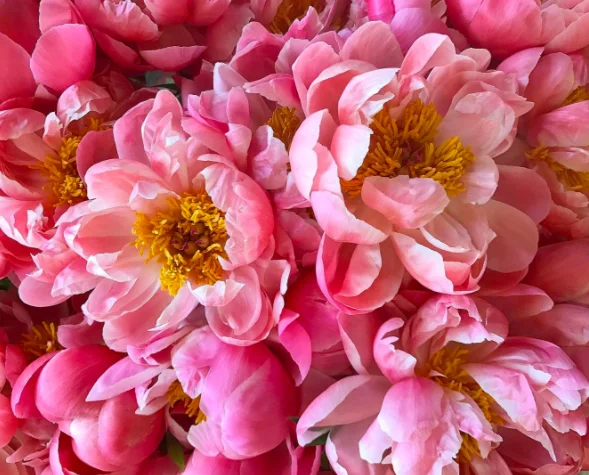 Photo courtesy of: @WildFlora .