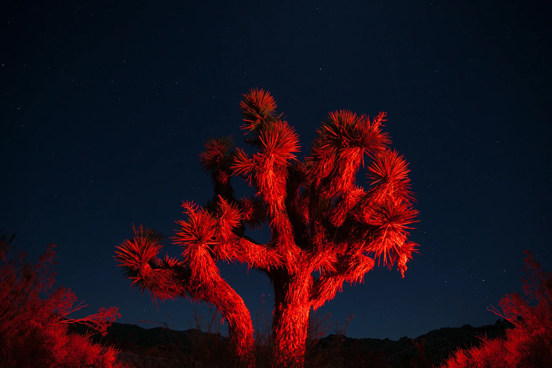 Joshua Tree
