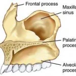 maxilla