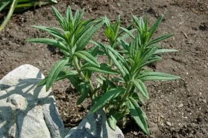 weeds