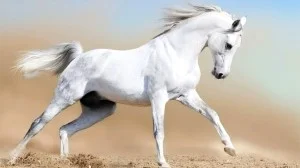 horse