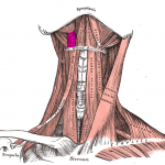 Hyoglossal_muscle