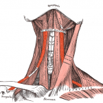 Musculus_omohyoideus
