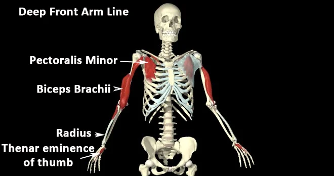 mm_deep-front-arm-line