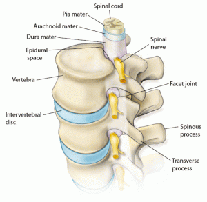 Enliven Your Spine, Part 1