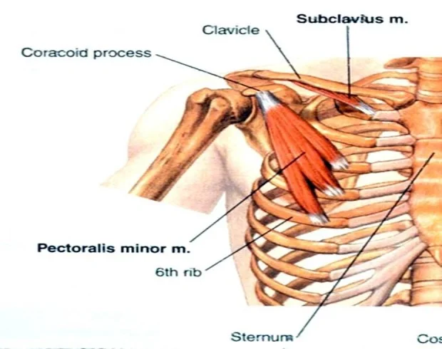 Secrets of Your Shoulders