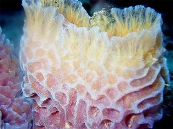 sea-sponge-pink.jpg