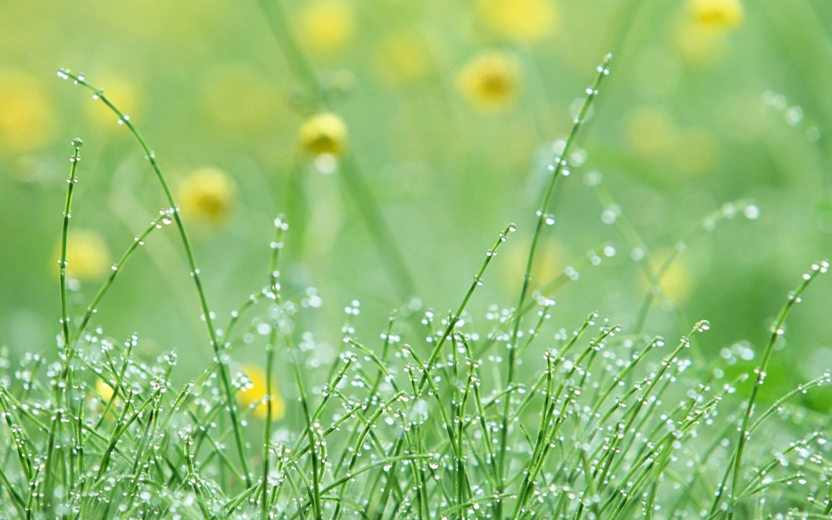 dew-drops.jpg