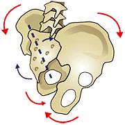 Arrows indicate potential motion at the sacroiliac joints. (Image from Eric Dalton)