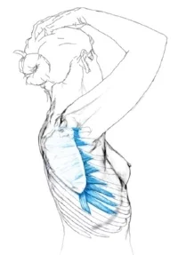 serratus copy.jpg