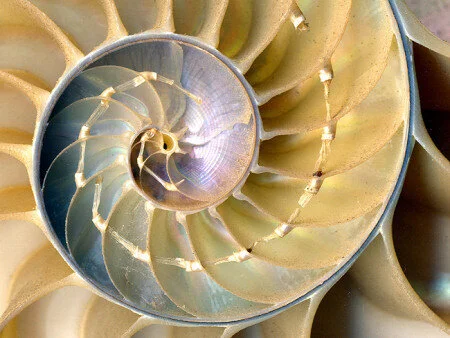Articulate Spine