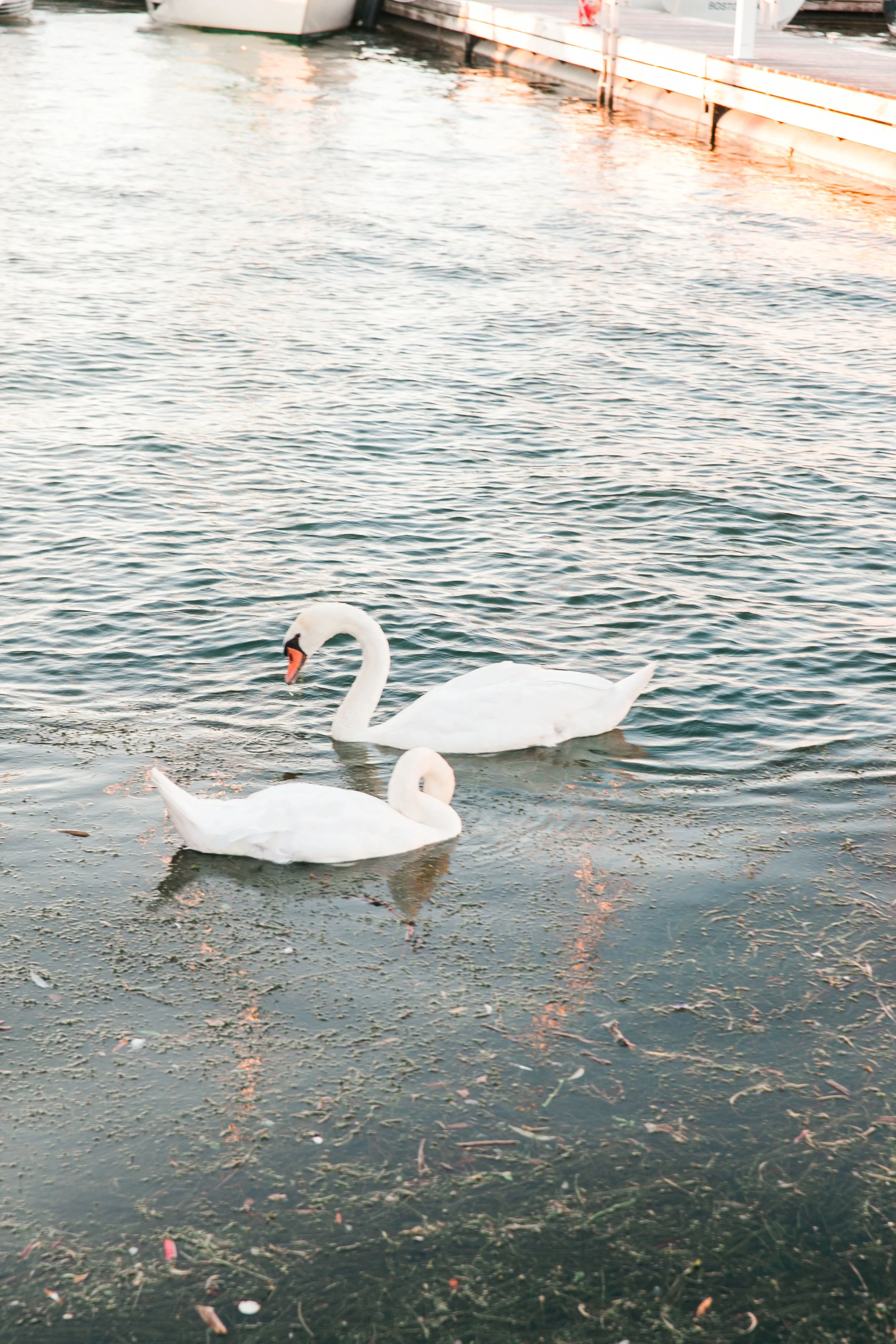Swans in Lake Ontario