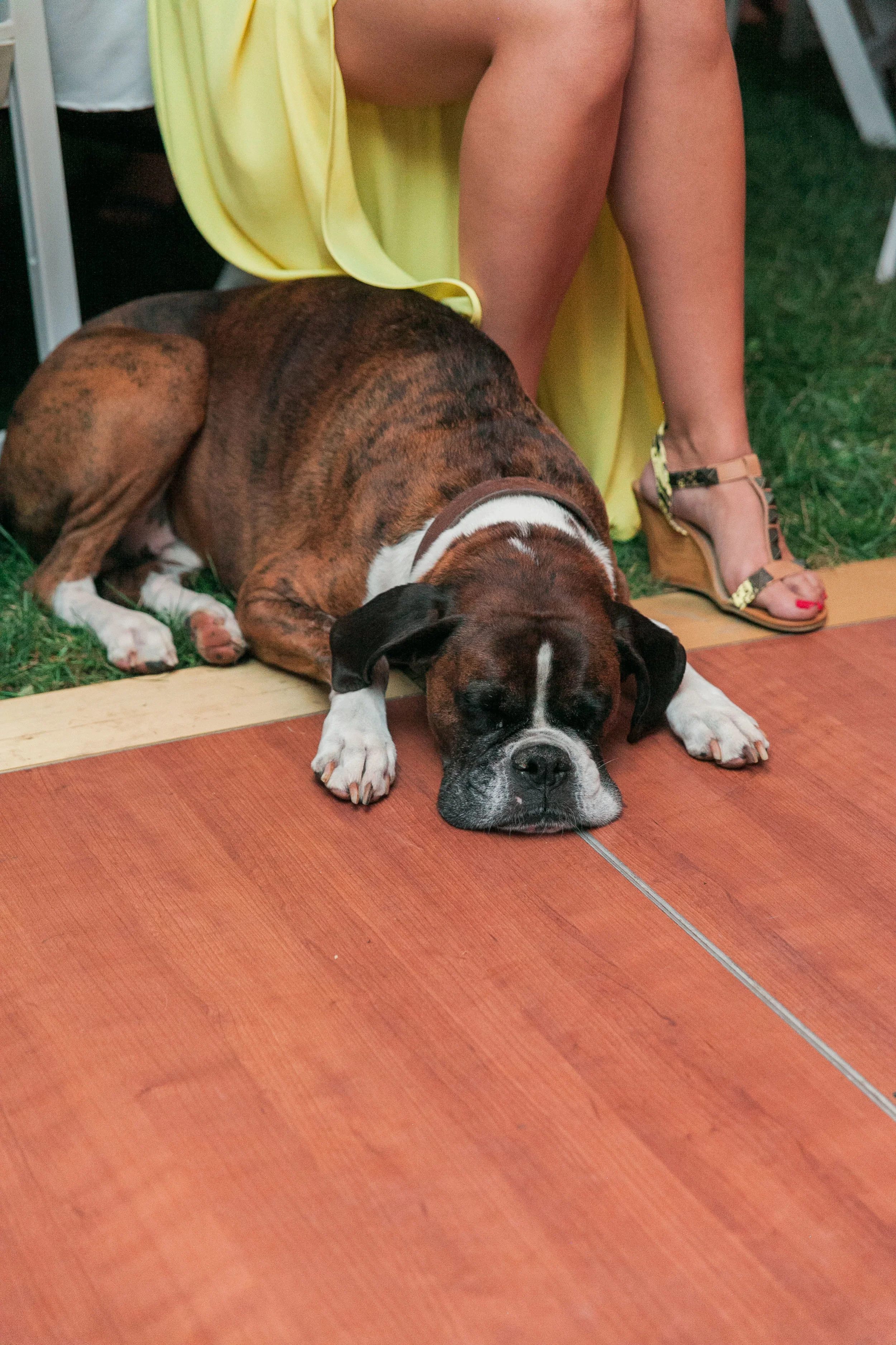 Bride's dog on dance floor
