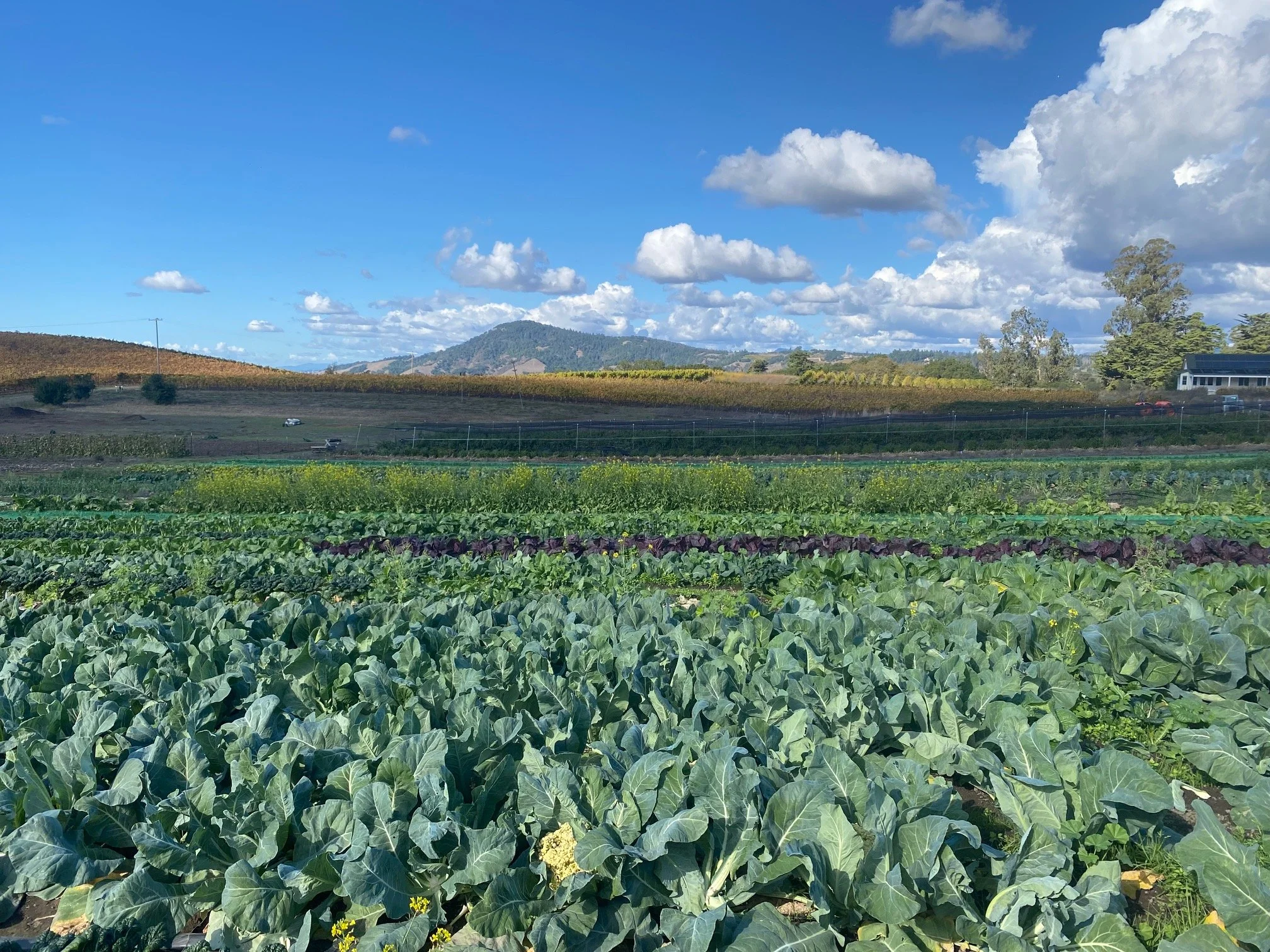 cabbage fall fields.jpg