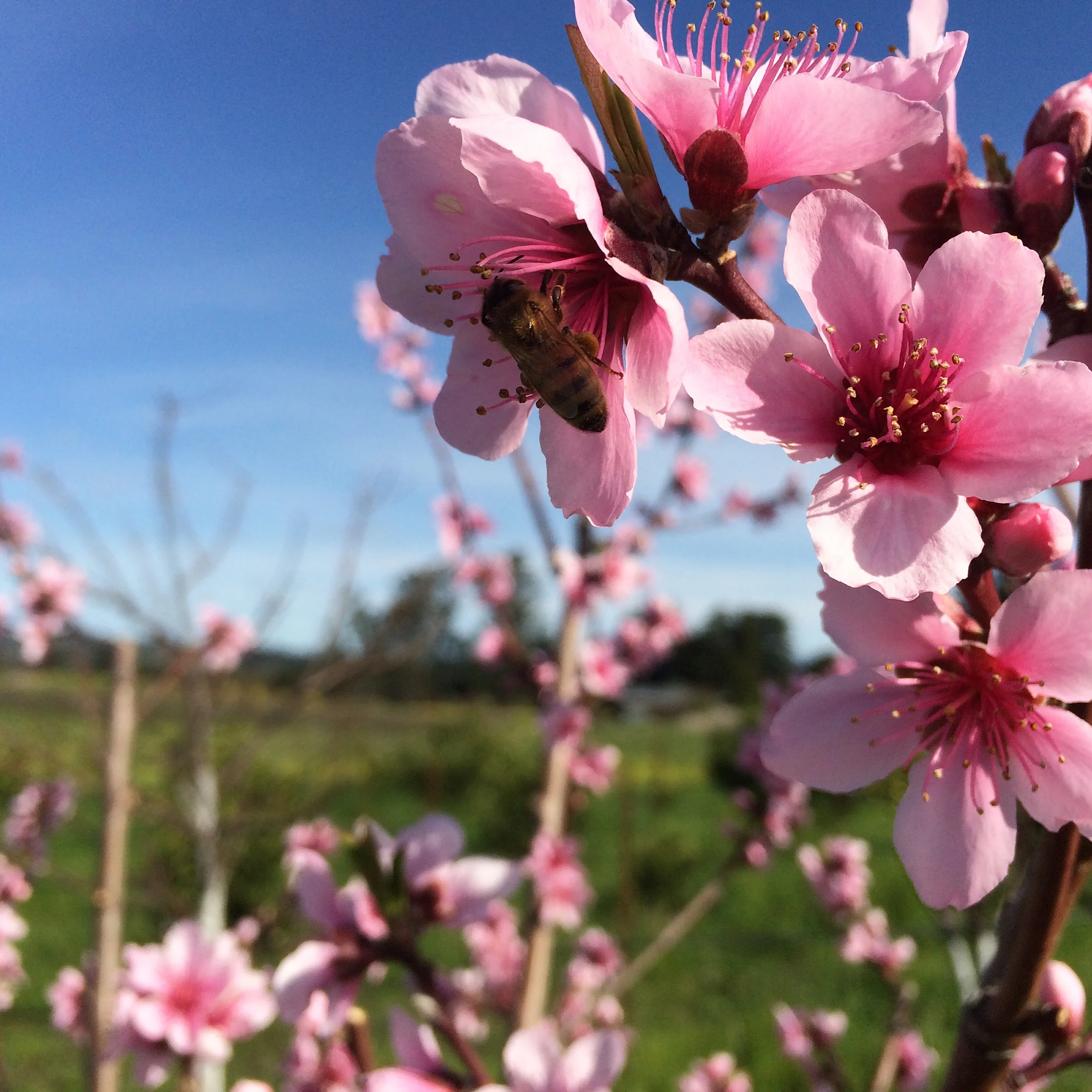 peach blossoms