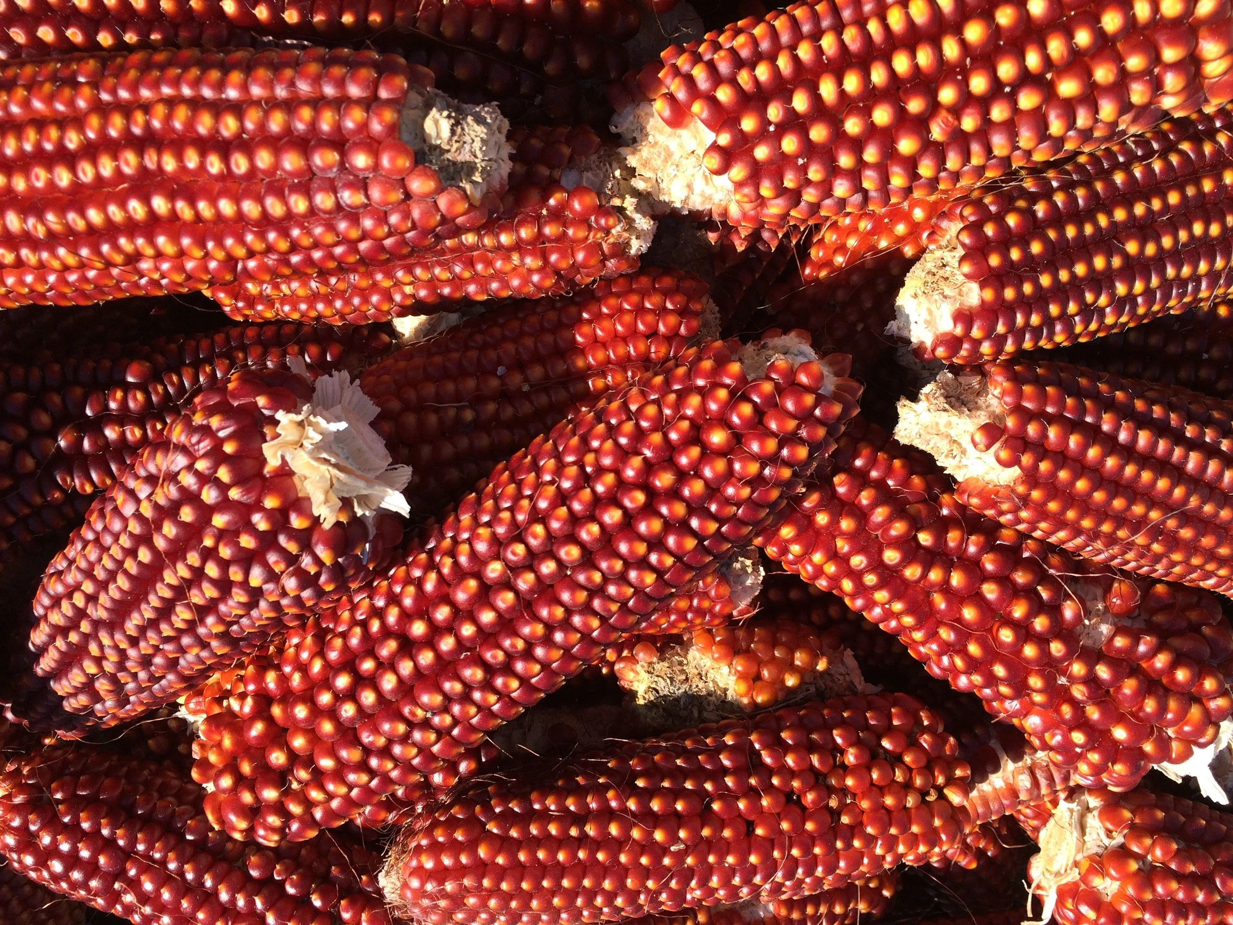 floriani red flint corn