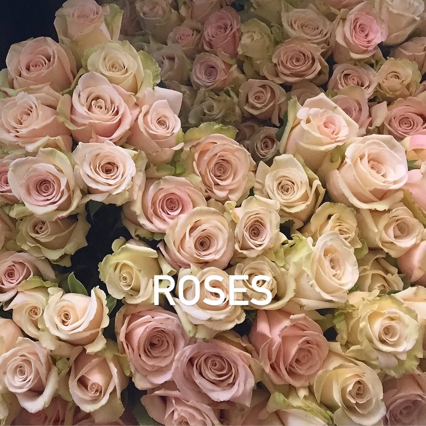 Brides, your turn &mdash; one flower only.
Which bloom has your heart? 🌸✨