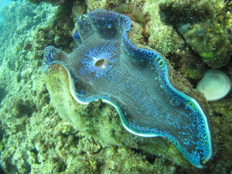 Giant Clam in Geoffrey bay