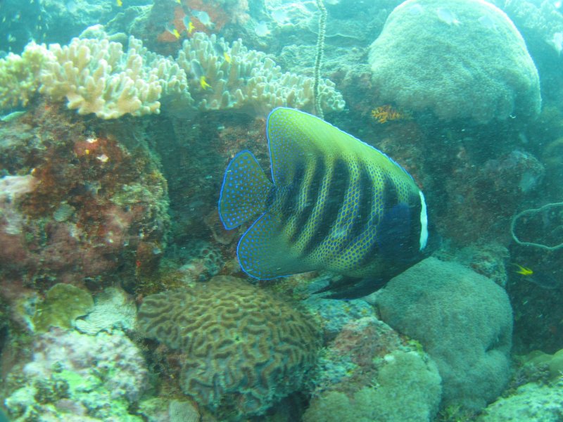 Alma Bay Angel Fish