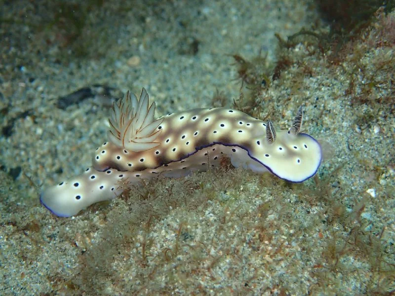 Alma Bay Nudibranch