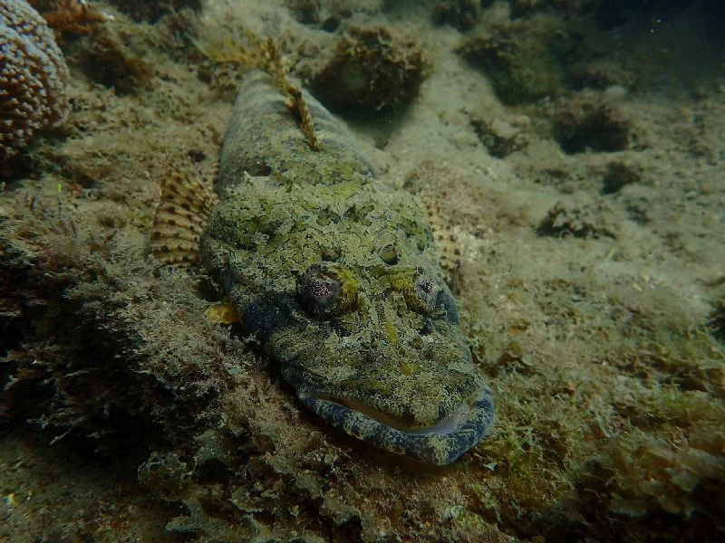 Crocodile Fish Moltke Shipwreck
