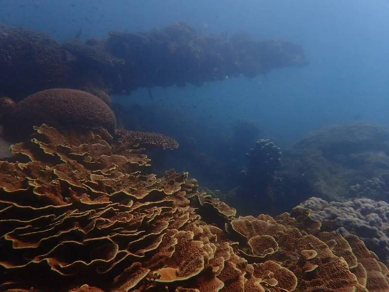 Moltke Shipwreck
