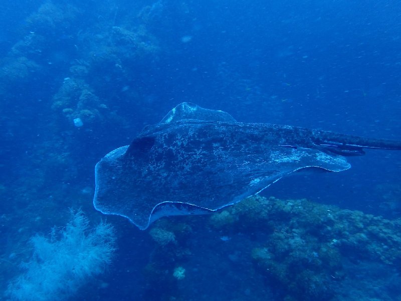 Marble Ray SS Yongala