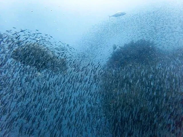 Can you see the wreck? #fisheverywhere
#grouper #ssyongala
#godiving @pleasurediversmi 
Thanks Kin 📸 
#divemasterinternship

@gbrmarinepark
@thisismagneticisland
@queensland
@townsvillenorthqueensland
@magneticislandphotos
@ssi_international
@townsvilleenterprise

#underwaterphotography
#divemaster #pleasurediversmi #pleasuredivers #magneticisland #ssi #scubaschoolsinternational #padi #arcadia #geoffreybay #almabay #greatbarrierreef #scubadiving #diveinstructor #underwaterworld #townsville #marineecology #marinebiology #marinelife #savethereef #divelife #blowbubbles