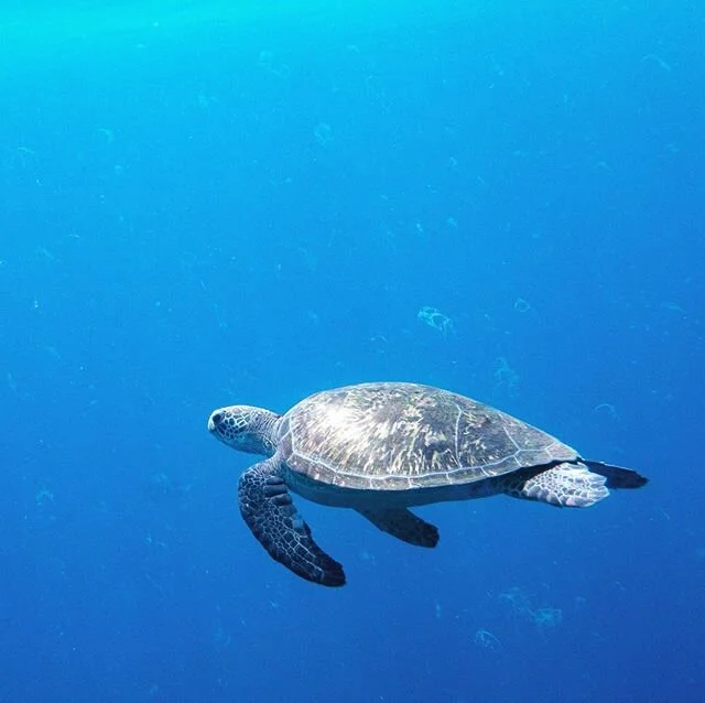 Turtle time on our safety stop #pleasuredivers #pleasurediversmagneticisland #yongala #turtle #safetystop #townsville #thisismagneticisland #ssi #ssi_international #gbr #gbrmpa #nodunks