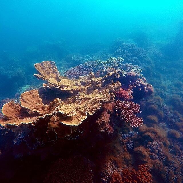 Keen to spend the weekend diving and snorkeling the Moltke shipwreck #pleasuredivers 
thanks to our favourite divemaster @liangzur for the 📸 
#geoffreybay #moltke #wreck #eddy #goodtogo #thisismagneticisland #townsvillenorthqueensland #townsvilleshi