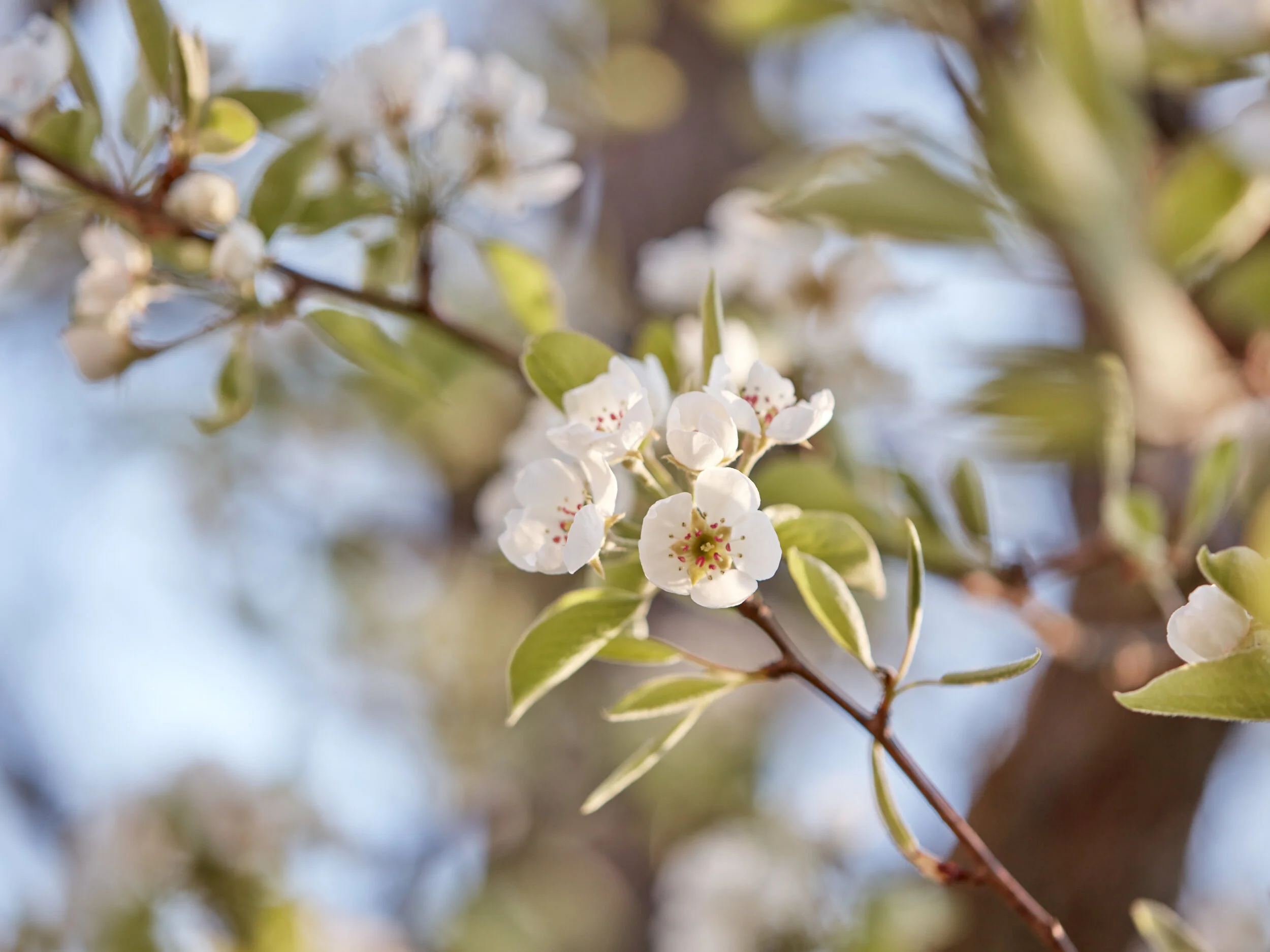 flowers-05.JPG